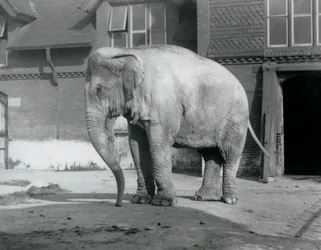 Ein burmesischer Elefant vor dem Elefantenhaus im Londoner Zoo 1929