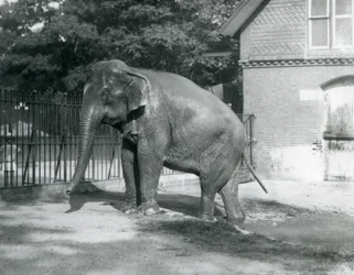 Ein burmesischer Elefant steigt aus einem Pool in seinem Gehege, London Zoo