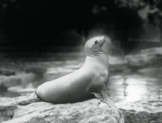 Eine Kalifornische Seelöwin, die auf einem Felsen neben ihrem Pool sitzt, Londoner Zoo, September 1925