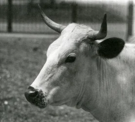 Eine Chartley-Kuh im Londoner Zoo, Juli 1924