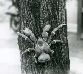 Ein Kokosnuss-Räuberkrabbe klettert auf einen Baum, Londoner Zoo, 1927