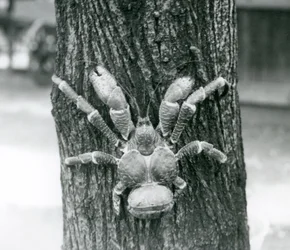 Eine Kokosnusskrabbe, oder Räuberkrabbe, klettert auf einen Baum, Londoner Zoo, Juli 1927