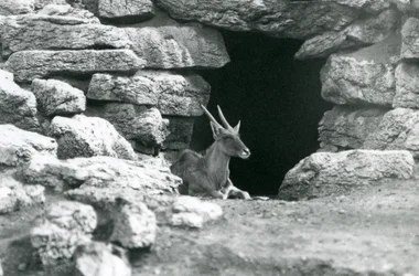 Ein Gemeiner Eland ruht am Eingang seines Unterschlupfs zwischen den Felsen im Eland/Antilopen-Gehege, Londoner Zoo 1929
