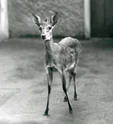 Ein gekrönter Sahel-Westafrikanischer Buschduiker im Londoner Zoo im August 1927