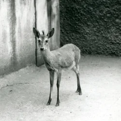 Ein gekrönter Sahel-Westafrikanischer Buschduiker im Londoner Zoo im August 1927