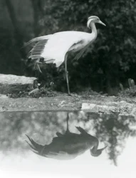 Eine Jungfernkranich, die auf einem Bein steht, mit ihrem spiegelähnlichen Spiegelbild im darunter liegenden Pool, Londoner Zoo