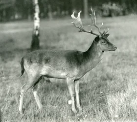Ein Damhirschbock im London Zoo im Oktober 1924