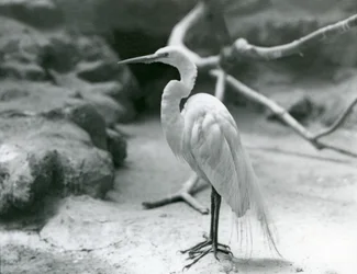 Ein Großer Silberreiher oder Großer Weißer Reiher im Brutkleid, stehend auf dem Boden seines Geheges im London Zoo, Juni 1928