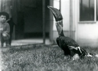 Ein großer Hornvogel schaut nach oben, während er auf dem Gras in seiner Voliere steht, während ein kleiner Junge im Hintergrund zusieht, Londoner Zoo, 1924