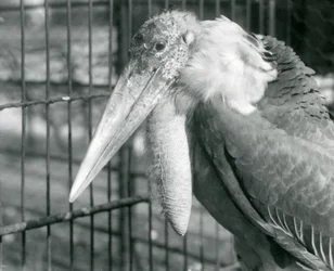 Ein großer Adjutant-Storch im Londoner Zoo im Juli 1925