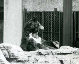Ein Himalaya-Schwarzbär sitzt auf Felsen und hält seine Zehen, Londoner Zoo