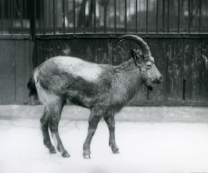 Ein Himalaya-Steinbock im Londoner Zoo, 1927
