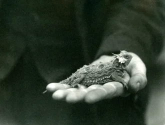 Eine Hornkröte ruht in der Hand ihres Wärters, Londoner Zoo, April 1923