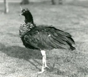 Ein Hornschreier steht auf Gras im Londoner Zoo, September 1927
