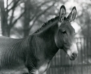 Ein Hybrid-Zebra im Londoner Zoo im Juli 1924