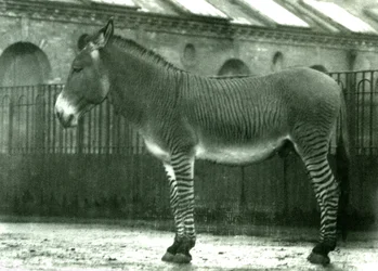 Ein Hybrid-Zebra in seinem Gehege im Londoner Zoo, 1924 (Schwarz-Weiß-Foto)