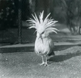 Ein Kagu oder Cagu zeigt seine Kammfedern im Londoner Zoo, Juni 1921