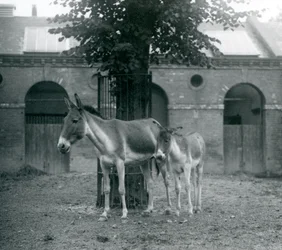 Ein Kiang und ihr Fohlen, die unter einem Baum in ihrem Paddock stehen, Londoner Zoo, August 1927