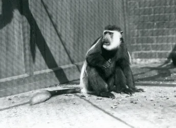 Ein Kikuyu-Schwarzweißer Stummelaffe sitzt im Juli 1925 in seinem Gehege im London Zoo