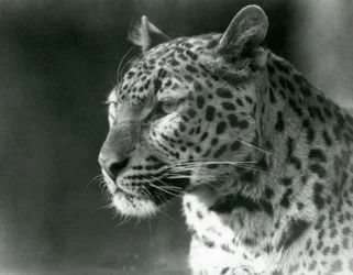 Ein Leopard im Londoner Zoo im Jahr 1930