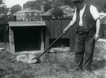Ein Löwenjunges spielt mit einem Mopp, den sein Pfleger hält, auf dem Gras vor seinem Gehege, Londoner Zoo, September 1925
