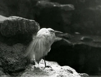 Ein Seidenreiher ruht zwischen Felsen im London Zoo im Jahr 1930 (s/w Foto)