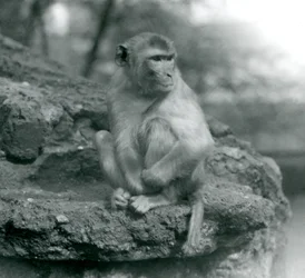 Ein Makake sitzt auf einem Felsen im Londoner Zoo, 1924