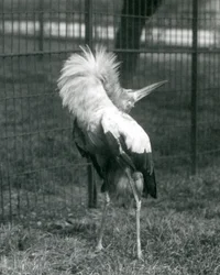 Ein Maguaristorch führt die Auf-und-Ab-Anzeige durch, London Zoo, Juli 1925