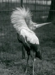 Ein Maguari-Storch führt die Auf-und-ab-Darstellung vor, Londoner Zoo, Juli 1925