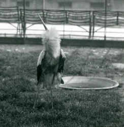Ein Maguari-Storch führt die Auf-und-Ab-Anzeige aus, während er auf Gras neben einem kleinen Betonbecken steht, London Zoo, Juli 1925 (s/w Foto)