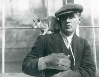 Eine Madagaskar-Riesenratte sitzt auf der Schulter ihres Pflegers, Londoner Zoo, 1924