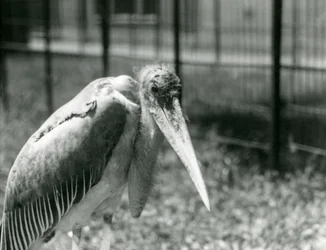 Ein Marabu-Storch steht in seinem Gehege im London Zoo, September 1928