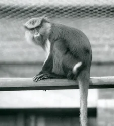Ein Mona-Affe sitzt auf einer horizontalen Stange in seinem Gehege im Londoner Zoo im September 1925