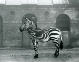 Ein Bergzebra steht in seinem Gehege vor den hohen Türen des Giraffenhauses im Londoner Zoo, 1927