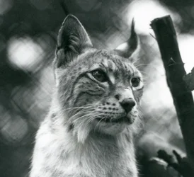 Ein Nordluchs im London Zoo, Juli 1925