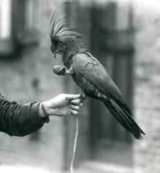 Ein Palm-, Goliath- oder Großer Schwarzer Kakadu, der sich im Londoner Zoo mit einem Fuß am Finger eines Pflegers festhält und mit dem anderen eine eiförmige Leckerei hält, September 1927