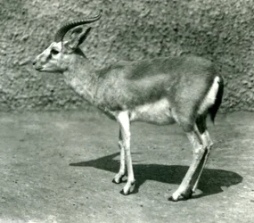 Eine persische Gazelle im Londoner Zoo im Juni 1925
