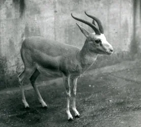 Eine persische, geißenartige oder schwarzschwänzige Gazelle im Londoner Zoo, August 1927