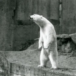 Ein Eisbär steht aufrecht auf seinen Hinterbeinen am Rand seines Geheges auf den Mappin Terrassen, Londoner Zoo