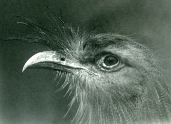 Ein Rotbeinseriem im London Zoo, 1924