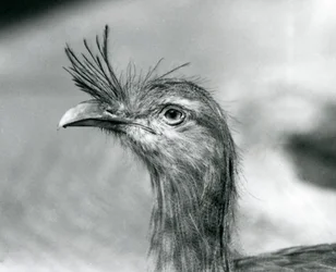 Eine Rotfußseriema im Londoner Zoo im Jahr 1929