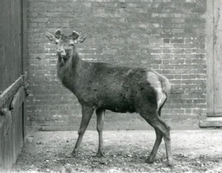 Ein Rothirsch mit wachsenden Geweihen, London Zoo, August 1928 (s/w Foto)