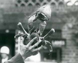 Ein Räuber-Kokosnusskrebs hält eine halbe Kokosnuss, gehalten von einem Pfleger im Londoner Zoo, 1927