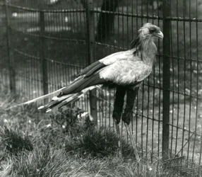 Ein Sekretärvogel im Londoner Zoo im September 1923