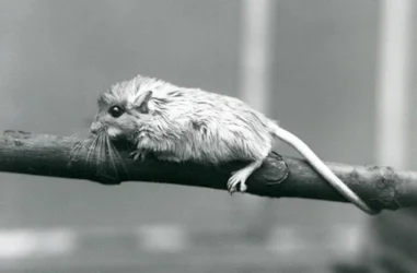 Ein Shaws Jird klettert auf einem Ast im Londoner Zoo im Jahr 1927