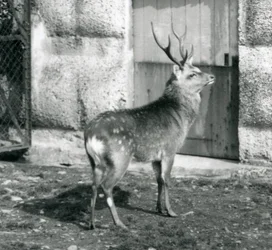 Ein Sikahirsch, der in seinem Gehege steht, Londoner Zoo, August 1927