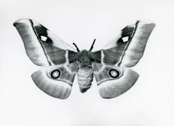 Ein Seidenspinner, Bunaea caffraria, im Londoner Zoo, vor 1930