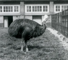 Ein südlicher Kasuar im Londoner Zoo im Juni 1925