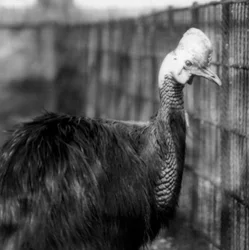 Ein südlicher Kasuar im Londoner Zoo im Juni 1925