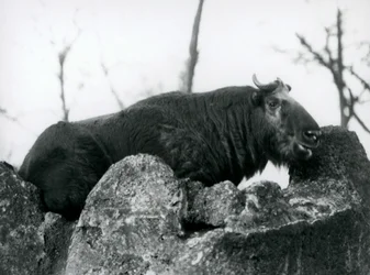 Ein Takin, auch bekannt als Rindergämse oder Gnu-Ziege, ruht auf einem Felsen, London Zoo, 1925